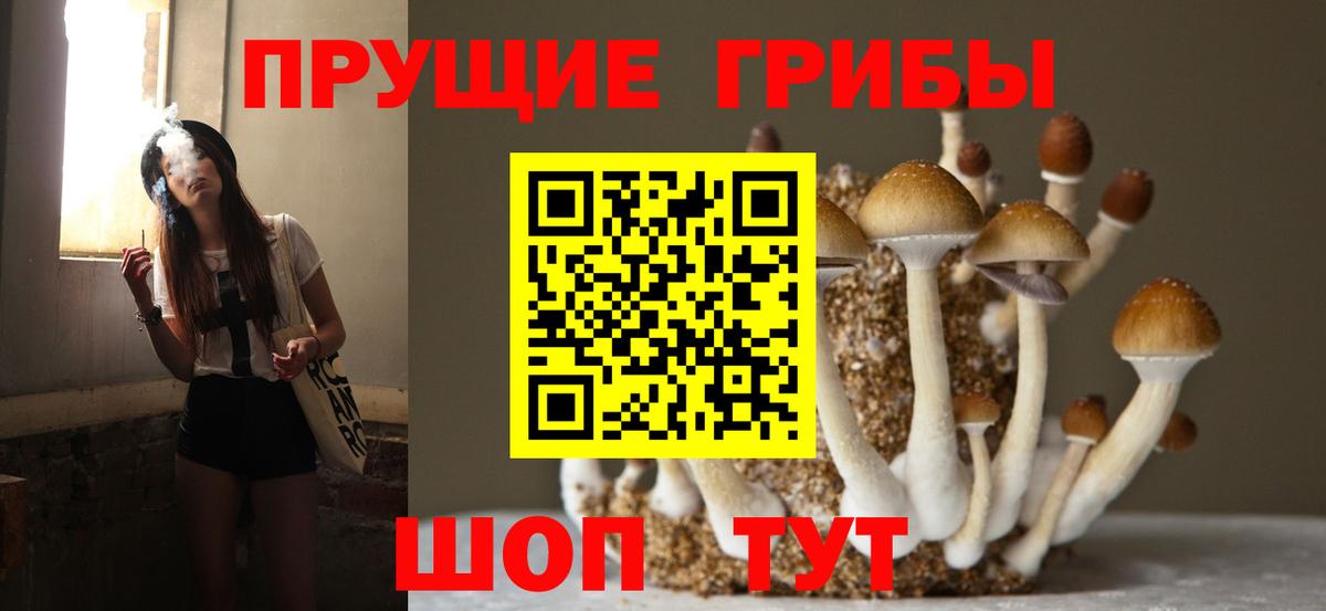 Псилоцибиновые грибы Psilocybe  Вход с VPN  Боровичи 